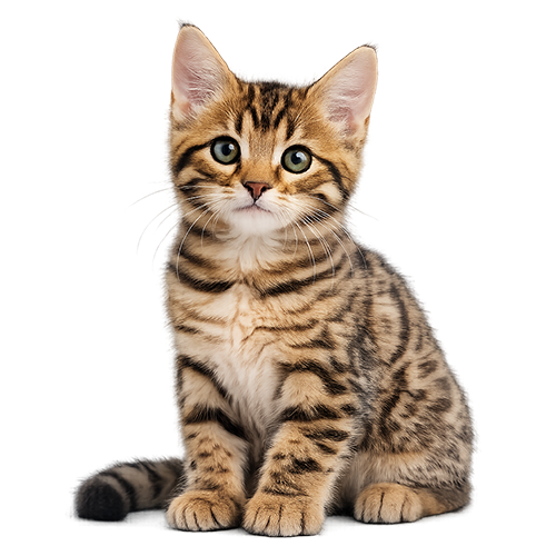 Criadero gatos Bengalí